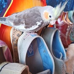 家から逃げてしまったメスのオカメインコ誰か知りませんか😭2025...