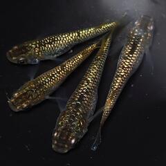 🐟️１８ｋゴールド✨️　2ペアセット🉐　キラキラです✨️№21の画像