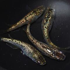 🐟️１８ｋゴールド✨️　2ペアセット🉐　キラキラです✨️№21の画像