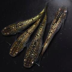 🐟️１８ｋゴールド✨️　2ペアセット🉐　キラキラです✨️№21の画像