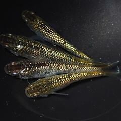 🐟️１８ｋゴールド✨️　2ペアセット🉐　キラキラです✨️№21の画像