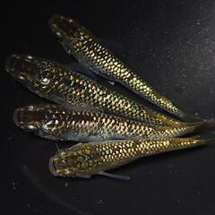 🐟️１８ｋゴールド✨️　2ペアセット🉐　キラキラです✨️№21