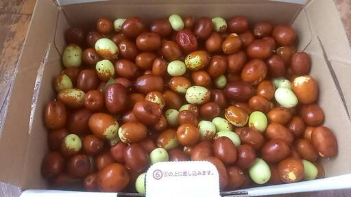 無農薬 生なつめ700g