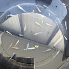 メダカ （10匹）✨屋外飼育✨ 