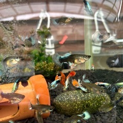 グッピーの画像