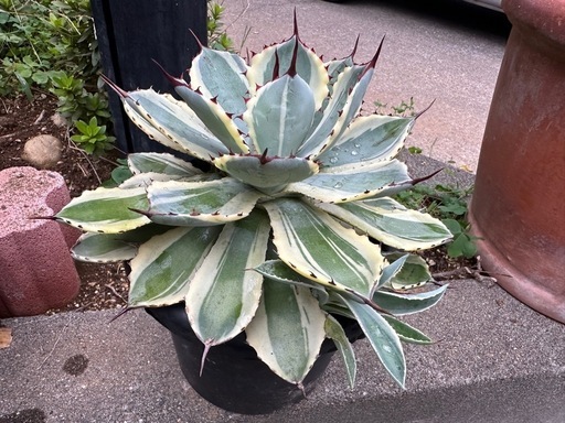 アガベ 3株