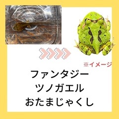 ファンタジーツノガエル　(おたまじゃくし)