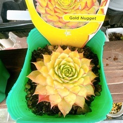 ゴールドナゲット　多肉植物　センペルビウム