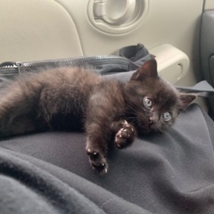 【一時募集停止⠀】生後1ヶ月くらいのメスの子猫です！