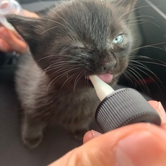 【一時募集停止⠀】生後1ヶ月くらいのメスの子猫です！ − 茨城県