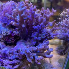 交渉中です！サンゴ　ヤワタコアシカタトサカの画像