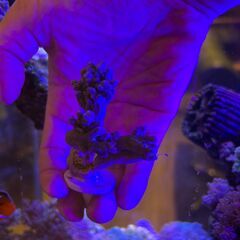 交渉中です！サンゴ　ヤワタコアシカタトサカの画像