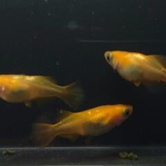 🐟️朱天皇半ダルマ トリオ！　ダルマ好きな方オススメ❗️　№3の画像