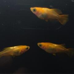 🐟️朱天皇半ダルマ トリオ！　ダルマ好きな方オススメ❗️　№3