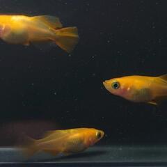 🐟️朱天皇半ダルマ トリオ！　ダルマ好きな方オススメ❗️　№3の画像