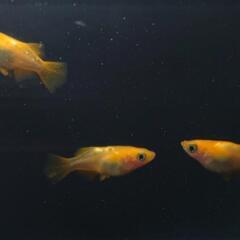 🐟️朱天皇半ダルマ トリオ！　ダルマ好きな方オススメ❗️　№3の画像