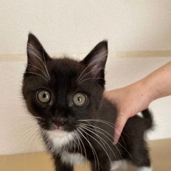 甘えん坊黒シロ男の子テトくん！