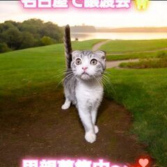 里親募集中！生後4ヵ月スコテッシュフォールド♂(⋈◍＞◡＜◍)。✧♡ 
