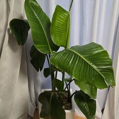 オーガスタ
