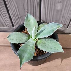 アガベ　アメリカーナ アオノリュウゼツラン