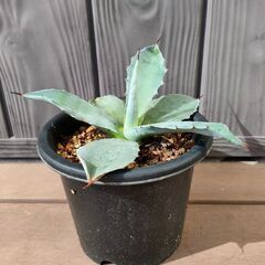 アガベ　アメリカーナ アオノリュウゼツランの画像