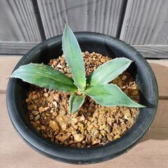 アガベ　アメリカーナ アオノリュウゼツランの画像