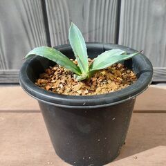 アガベ　アメリカーナ アオノリュウゼツランの画像