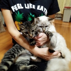 猫さん10匹の里親募集