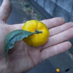 【お譲り先決りました】福来（ふくれ）みかん差し上げますの画像