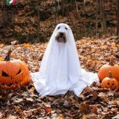 ハロウィンパーティー！！やった！！一緒に行きませんか？