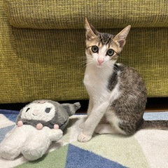 【お家が決まりました⭐︎】明るめ白キジ☆かわいい男の子☆