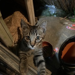 子猫をもらって下さい