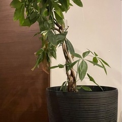 鉢つきパキラ