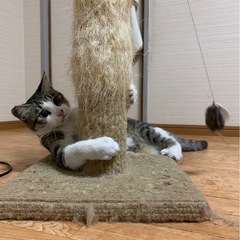 キジ白君です♪