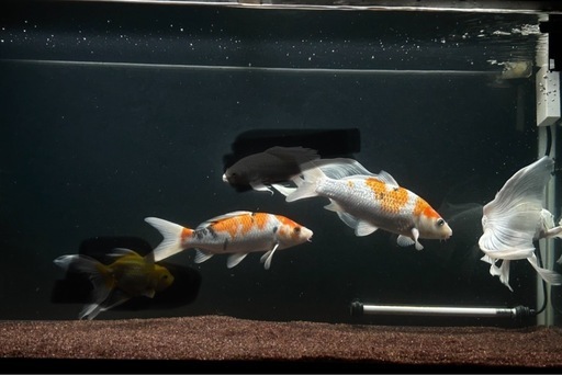 ヒレナガ鯉1匹、錦鯉2匹まとめて！