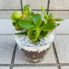 ②姫黄金花月　金のなる木　観葉植物　ハイドロカルチャー　多肉植物