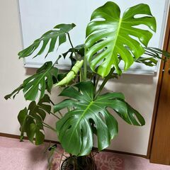 ◇引取希望：モンステラ・デリシオーサ 観葉植物 高さ約140cm...
