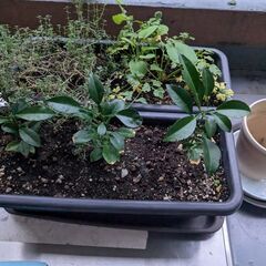 鉢植え　各種
