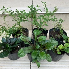 直接引き取り限定　グランドカバー植物　アジュガ　エリゲロン　タイム　