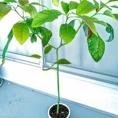 アボカドの木（幼木）発芽約一年半