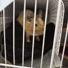 緊急 デグーの里親さん募集