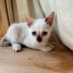 里親さま決まりました。ありがとうございました。コアラみたいな鼻と...