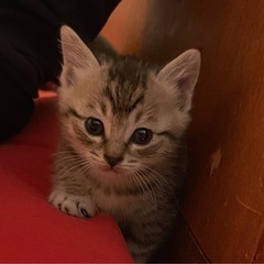 子猫　3ヶ月　キジトラ