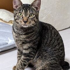 キジトラ男の子ピノ君7ヶ月💜