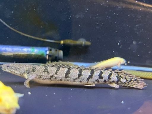 ポリプテルスまとめ売り