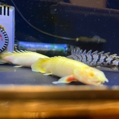 ポリプテルスまとめ売りの画像