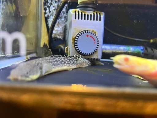 ポリプテルスまとめ売り