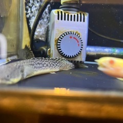 ポリプテルスまとめ売りの画像