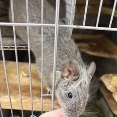 緊急です デグー(グレー)の里親募集