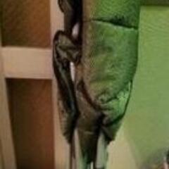 アウトドアチェアですの画像